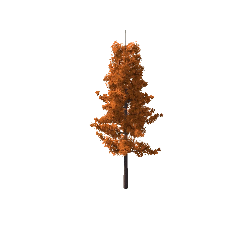Tree_C Autumn_5